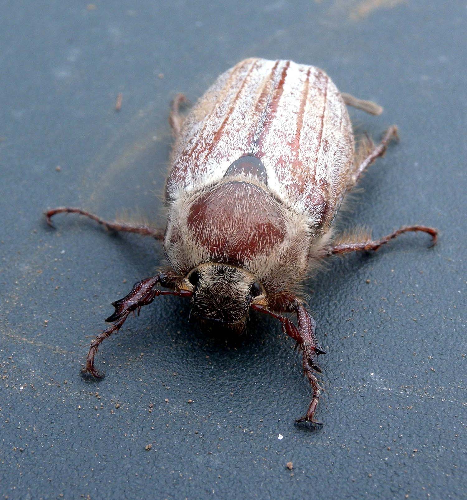 Melolonthidae:  Anoxia matutinalis